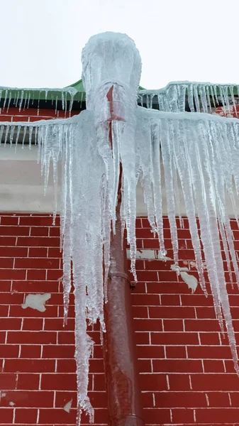 Icicle aşırı büyümüş drenaj borusu ve tuğla boyalı bir duvarda mantar.
