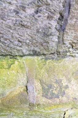 Dikişlerin arasında taze çimen bulunan gri döşemeli soyut bir arka plan.