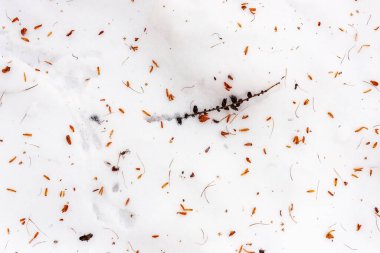 Çam kozalakları ve sincap izleri serpiştirilmiş kar yağışlı soyut doku