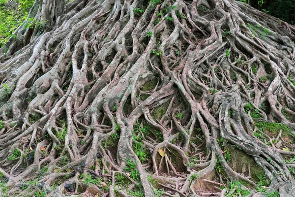 Abstraktní Textura Svěžím Kořenem Tropického Stromu — Stock fotografie