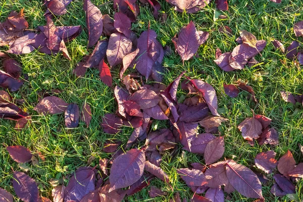 Textura Abstrata Com Folhas Outono Caídas Roxas Gramado Verde — Fotografia de Stock
