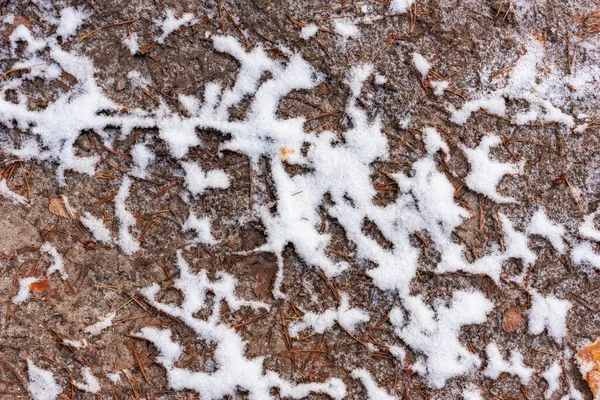 霜で覆われた松の針で湿った砂 — ストック写真