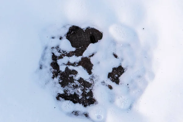 Alter Gullydeckel Mit Schnee Und Trockenem Gras — Stockfoto