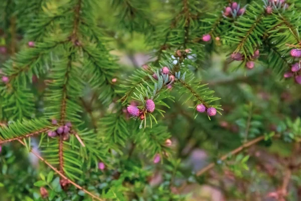 Abstract Background Young Prickly Spruce Cones Branch — Stock Photo, Image