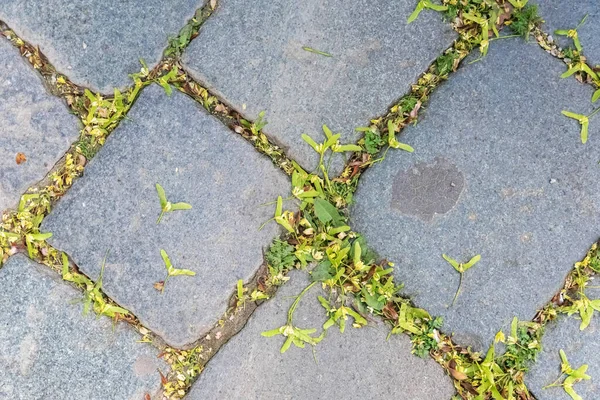 茎の間に若い草を持つ灰色の舗装タイルの抽象的な背景 — ストック写真