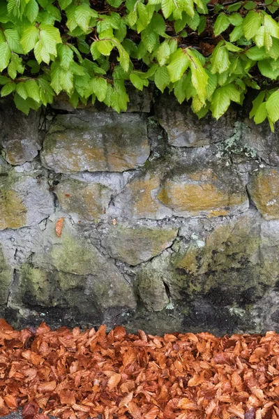 Abstracte Achtergrond Met Jonge Groene Bladeren Stenen Hek Gevallen Bladeren — Stockfoto