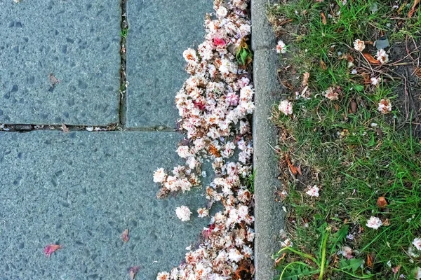 Fond Abstrait Avec Des Fleurs Blanches Tombées Sur Pavage Bordure — Photo