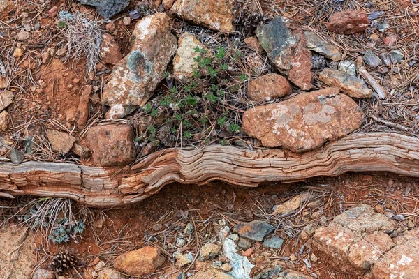 Abstracte Textuur Met Stenen Drijfhout Planten Die Door Het Zand — Stockfoto