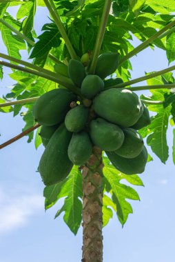 Mavi gökyüzüne karşı bir ağaçta büyüyen genç papaya