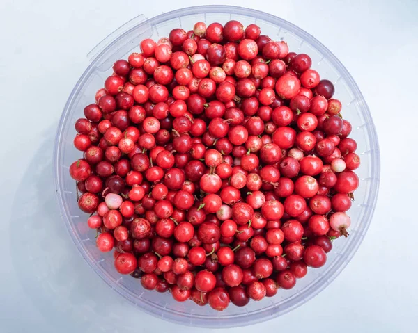 Ripe Fresh Lingonberry Plastic Bucket — Stock Photo, Image