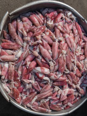 Piyasada metal kovadaki taze mürekkep balıkları.