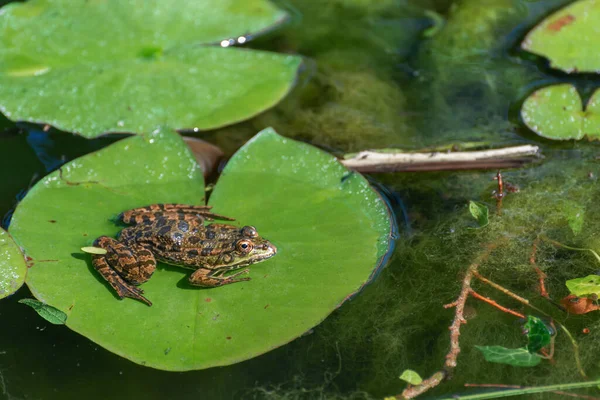 Kurbağa göldeki bir nilüferde oturuyor.