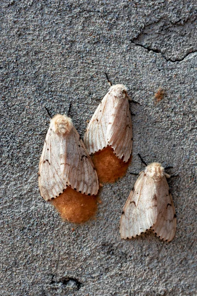 Τρεις Πεταλούδες Φτυάρι Κάθεται Ένα Παλιό Τσιμεντένιο Τοίχο — Φωτογραφία Αρχείου