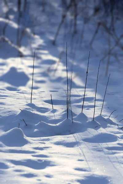 Abstrakter Winterhintergrund Mit Jungen Büschen Die Unter Dem Schnee Wachsen — Stockfoto