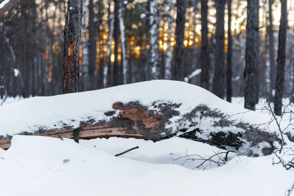 Schneebedecktes Treibholz Winterwald Abstrakter Hintergrund — Stockfoto