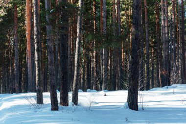 Kışın güneşli bir günde Çam Ormanı