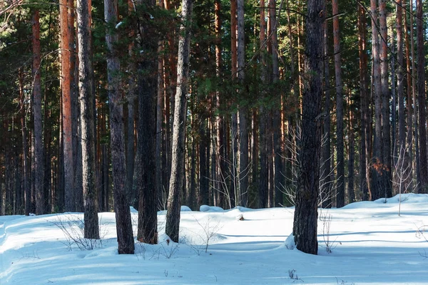 Kışın güneşli bir günde Çam Ormanı
