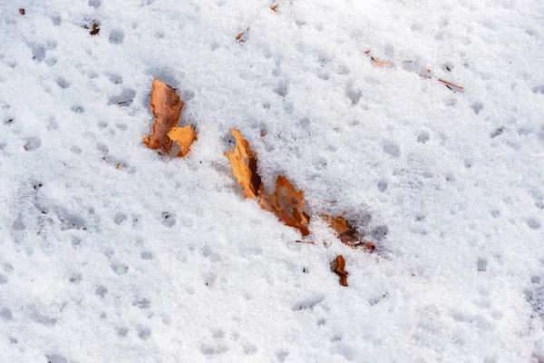 Fond Abstrait Avec Morceau Écorce Pin Couché Sur Neige Fraîche — Photo