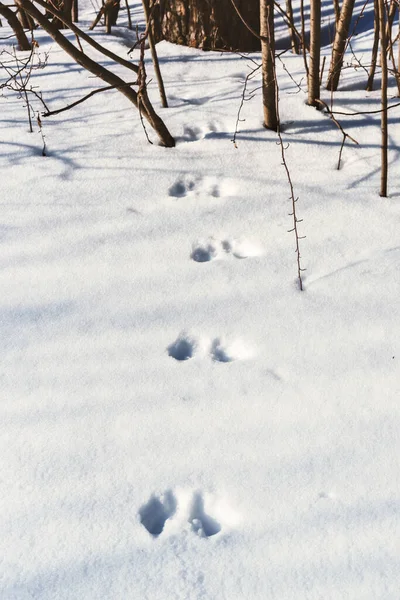 Hare footprints in the snow in the forest on a sunny day — Stock Image Hare Footprints Snow Forest Sunny Day Stock Image