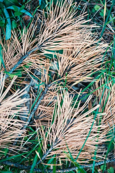 Fond Abstrait Avec Branches Pin Séchées Sur Herbe Verte — Photo