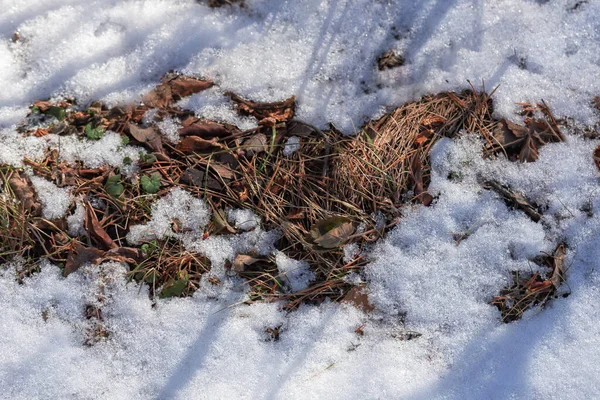 Aufgetauter Schnee Mit Gras Und Trockenen Blättern Zeitigen Frühling — Stockfoto