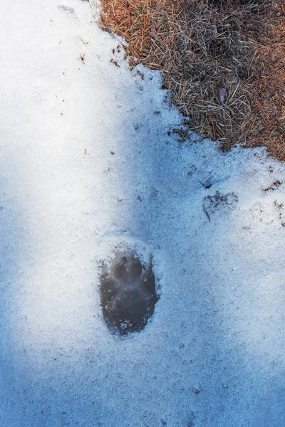 Fußabdruck Schmelzendem Schnee Abstrakter Hintergrund — Stockfoto