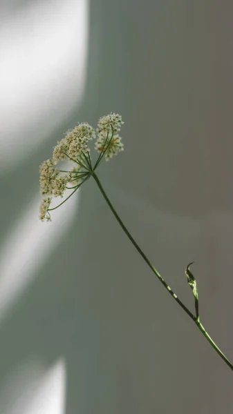 Větev Saxifraga Květy Pozadí Bílé Stěny Stínem Okna — Stock fotografie