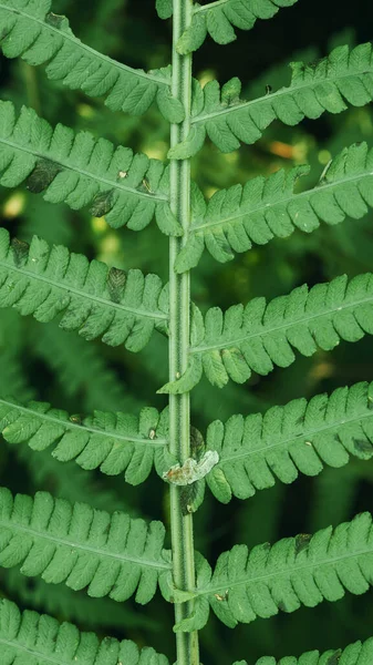 Symmetrisch Macro Varen Blad Met Naalden — Stockfoto