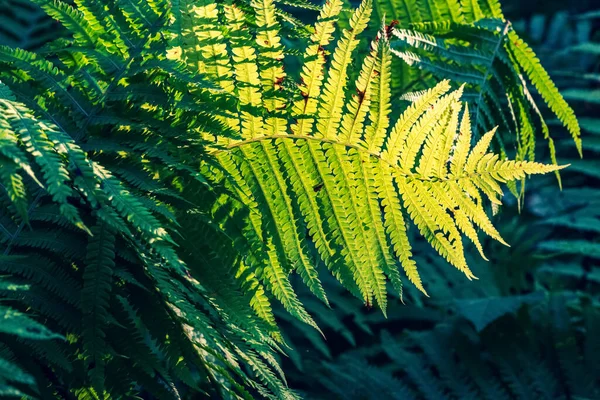 Abstracte Achtergrond Met Groene Varens Bladeren — Stockfoto