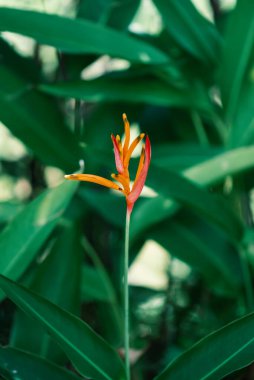 Bulanık arkaplanda vahşi pembe orkidelerle arka plan