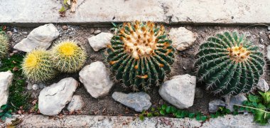 Çeşitli ferocactuslara sahip soyut arkaplan