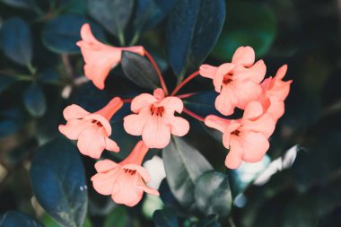 Dalında yapraklar olan yabani pembe egzotik çiçekler.