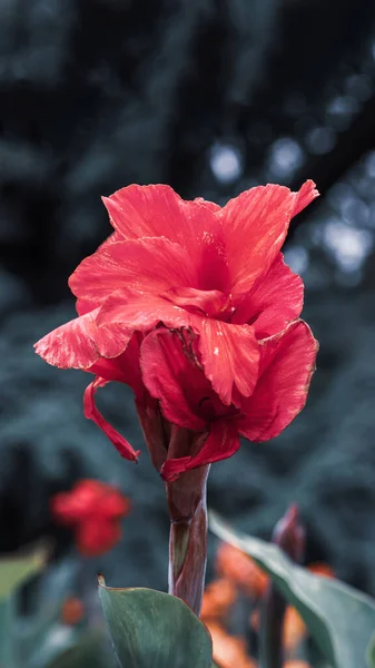 Bright Red Gladiolus Flower Blurred Background — Stock Photo, Image