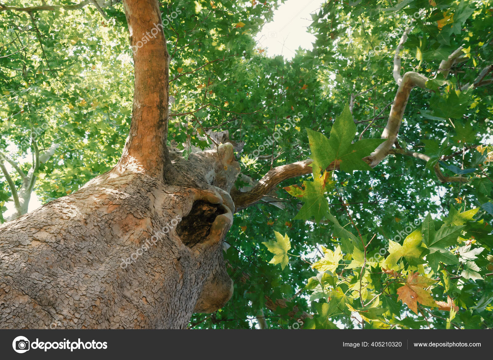 Sycomore Avec Feuilles Été Vue Bas — Photo de stock par ©AnnaPavlyuk82 -  405210320, image size:1600x1168
