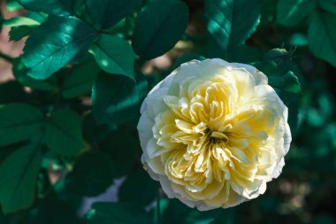 Tomurcuklu beyaz gül ve bulanık arkaplanda yapraklar