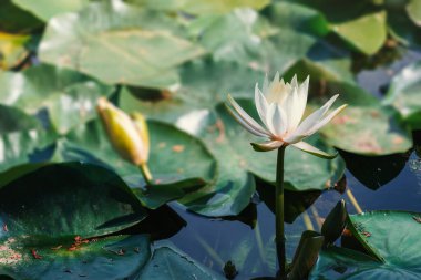 Gölette yaprakları olan beyaz su zambağı çiçeği