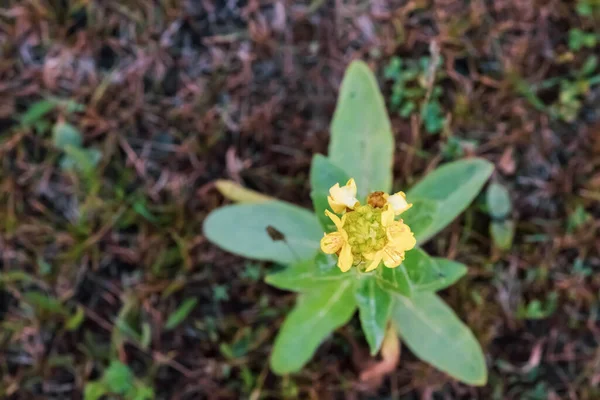 Mullein Planta Com Flores Folhas Fundo Borrado — Fotografia de Stock