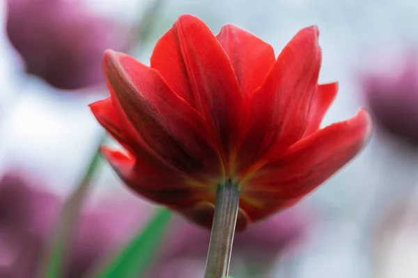 Tulipano Rosso Vista Dal Basso Vicino Sfondo Floreale — Foto Stock