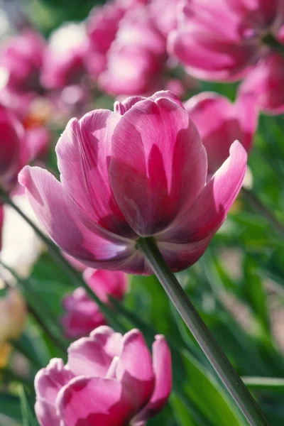 Astratto Sfondo Floreale Con Tulipani Viola — Foto Stock