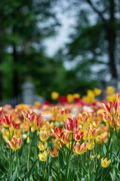 Campo Tulipani Gialli Sfondo Foresta Sfocata — Foto Stock