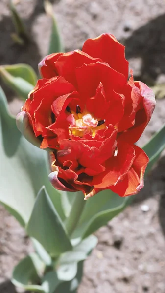 Tulipano Rosso Dall Alto Sfondo Sfocato — Foto Stock