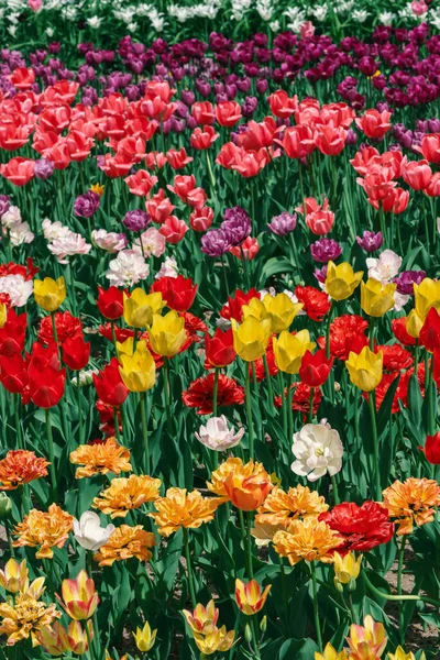 Feld Aus Bunten Tulpen Blumiger Hintergrund — Stockfoto