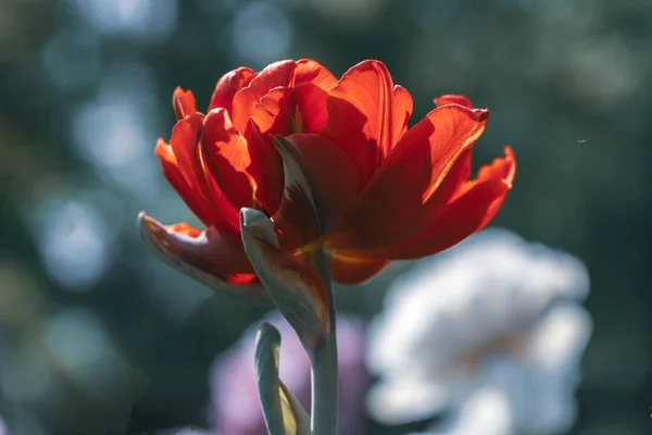 Tulipano Rosso Con Foglie Vista Laterale Sfondo Sfocato — Foto Stock
