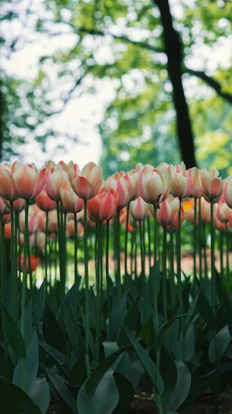 Campo Tulipani Rosa Sfondo Foresta Sfocata — Foto Stock