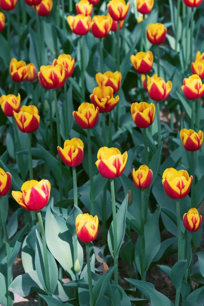 Campo Tulipani Gialli Sfondo Floreale — Foto Stock