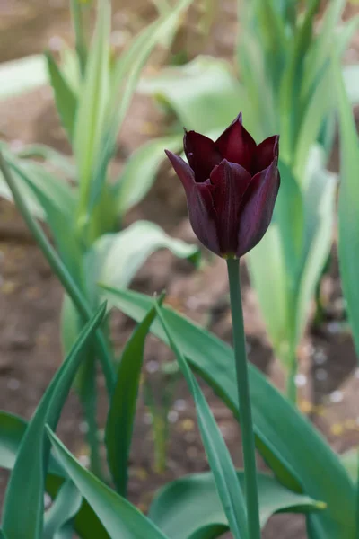 Tulipano Viola Scuro Con Foglie Sulla Parte Superiore Sfondo Sfocato — Foto Stock