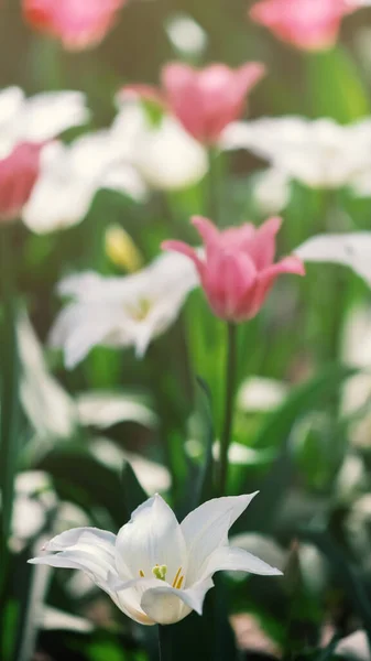 Campo Tulipani Multicolori Sfondo Floreale — Foto Stock