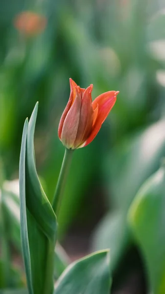 Tulipano Rosso Non Aperto Con Foglie Sfondo Sfocato — Foto Stock