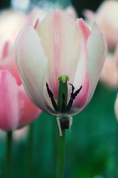 Tulipano Rosa Senza Petalo Sfondo Sfocato — Foto Stock