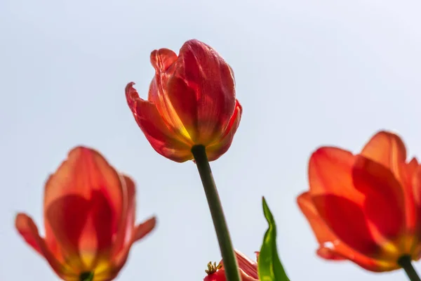 Tulipani Rossi Vista Basso Uno Sfondo Cielo Limpido — Foto Stock